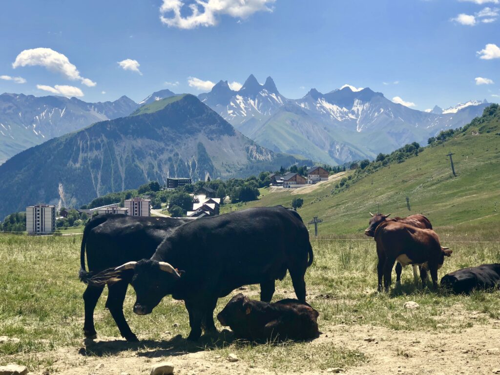 Un troupeau de reine sur les plateaux de la Toussuire l'Été. Nous pouvons admirer les Aiguilles d'Arves au fond