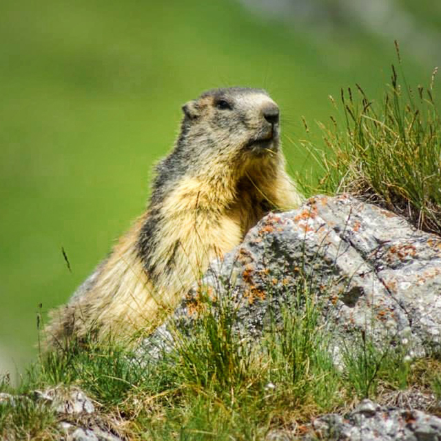 A marmot, hidden behind a rock, points the tip of its nose in the spring.