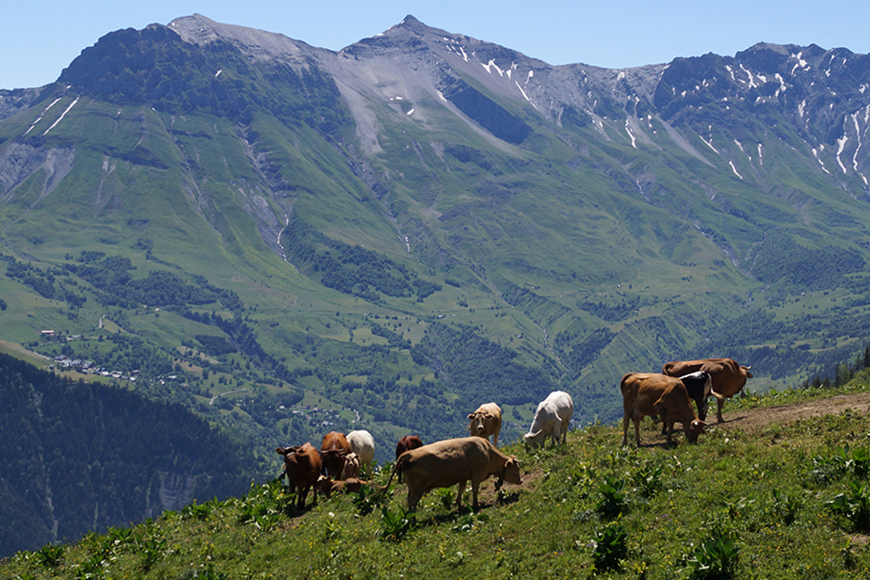 Photo prise dans une journée d'été sur la Mont Charvin. Nous voyons un troupeau de vache sur un alpage avec une montagne en fond