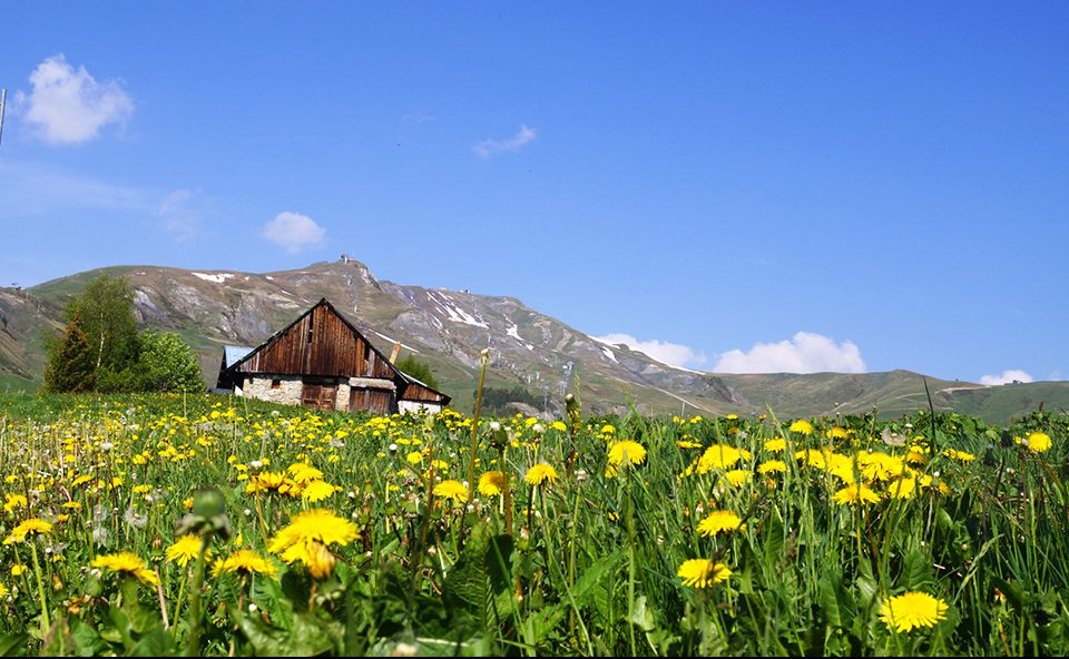 Field of dandelions in the foreground. A slightly decrepit alpine chalet in the background, and the mountains surrounding La Toussuire in the distance. Patches of snow still remain mid-spring.