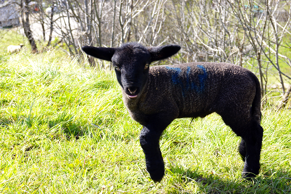 Un agneau noir de quelques jours courre dans l'herbe très verte et fraiche du printemps.