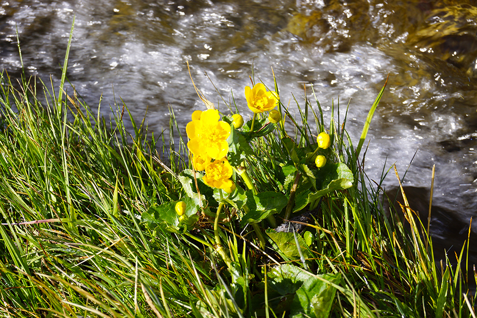 Des boutons d'or au bord d'un ruisseau au printemps à La Toussuire