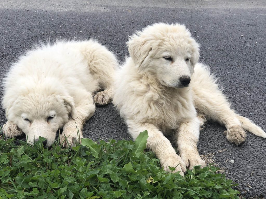 Patou herd dogs - La Toussuire