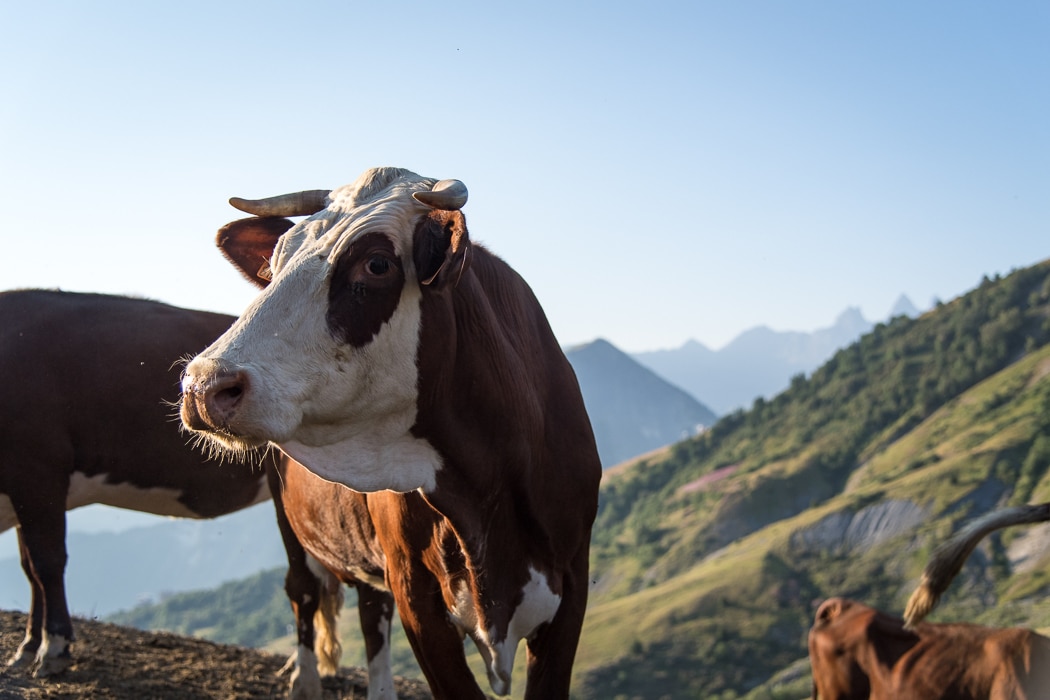 Photo prise un matin lors du levé du soleil. Il s'agit portrait d'une vache de 3/4 avec les montagnes en fond