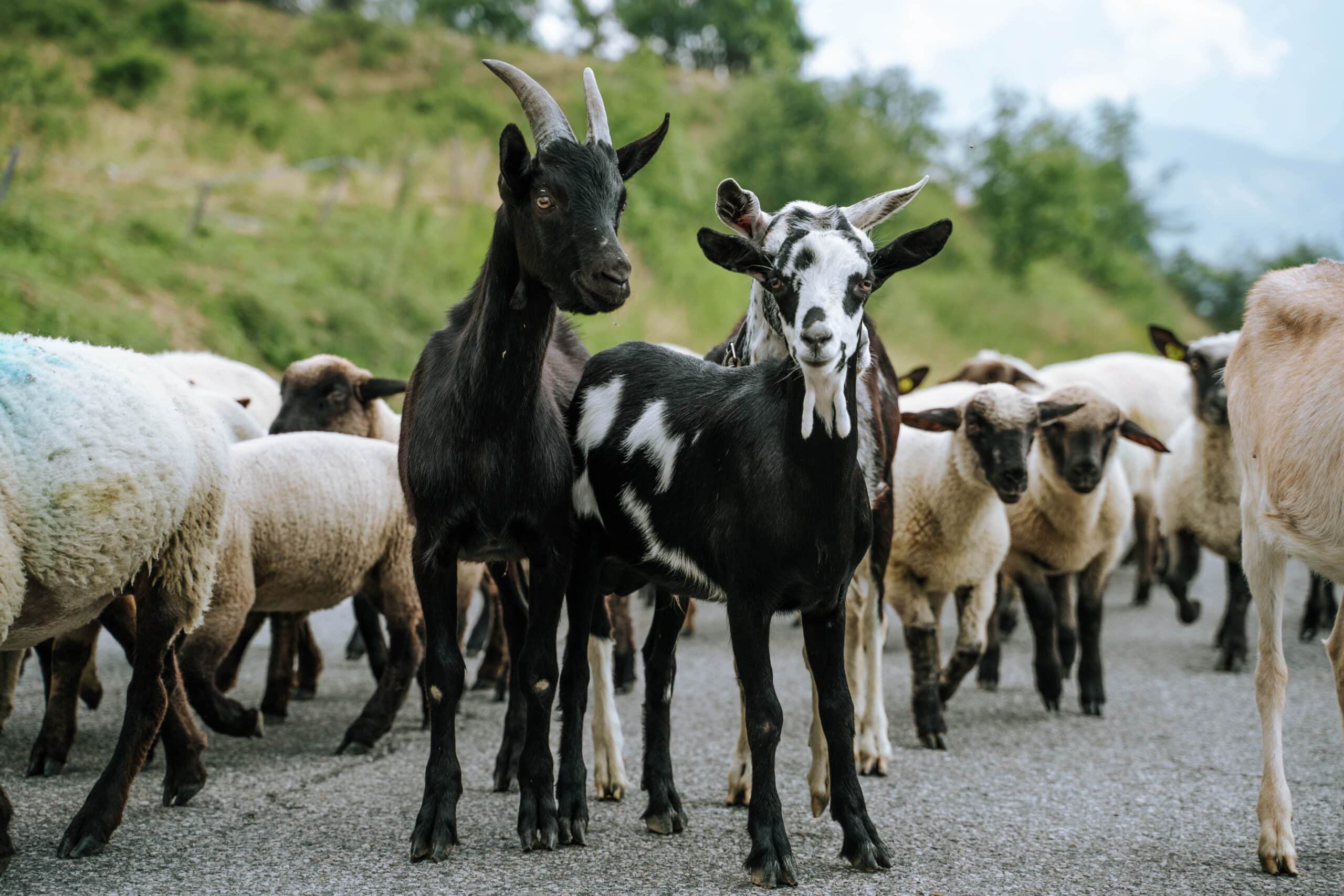 Photo prise de jour au format horizontal avec au centre de l'image deux belles chèvres noir avec autour des moutons 