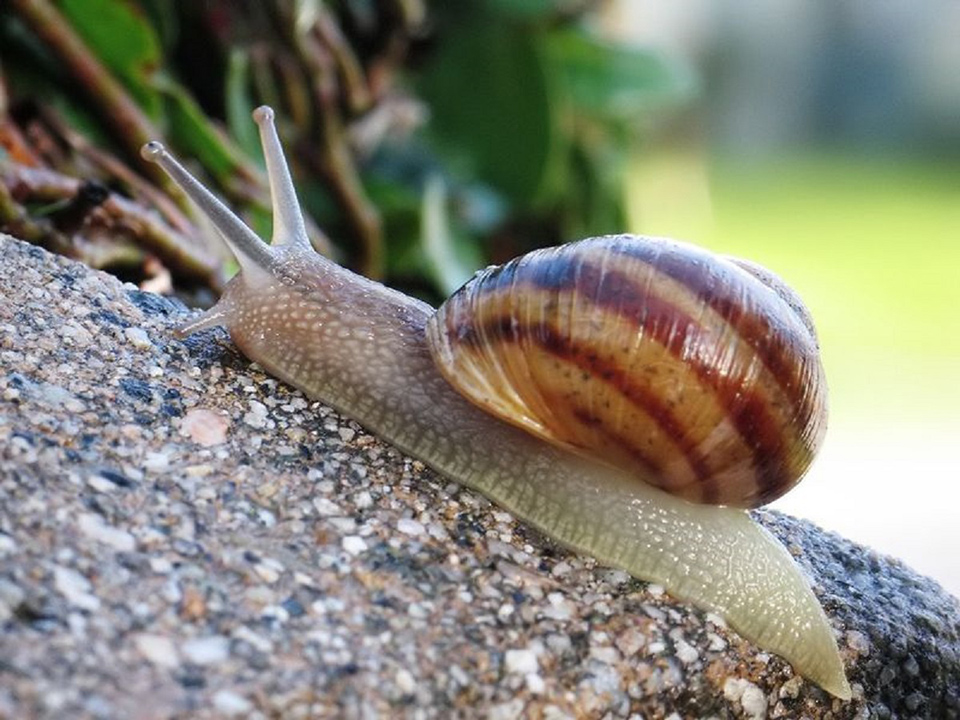 Escargot d'élevage a La Toussuire. L'héliciculture est une production locale.